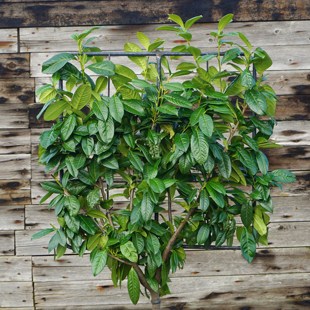 Pleached cherry laurel