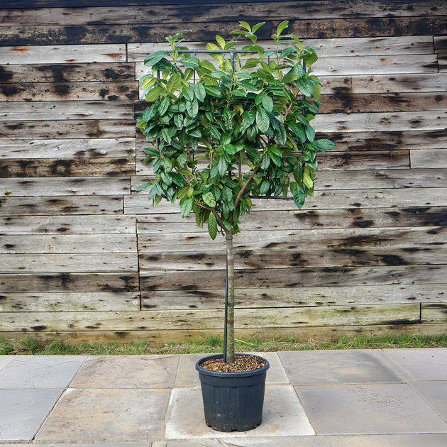 Pleached Cherry Laurel half standard