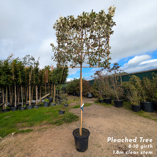 Pleached elaeagnus ebbingei 8-10cm girth tree