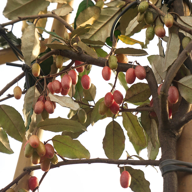 Elaegnus x ebbingei berries