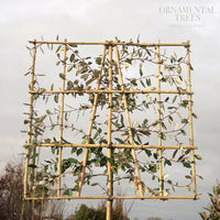 Pleached Elaeagnus × ebbingei Tree