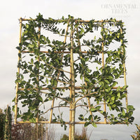 Pleached Holly Nellie R Stevens