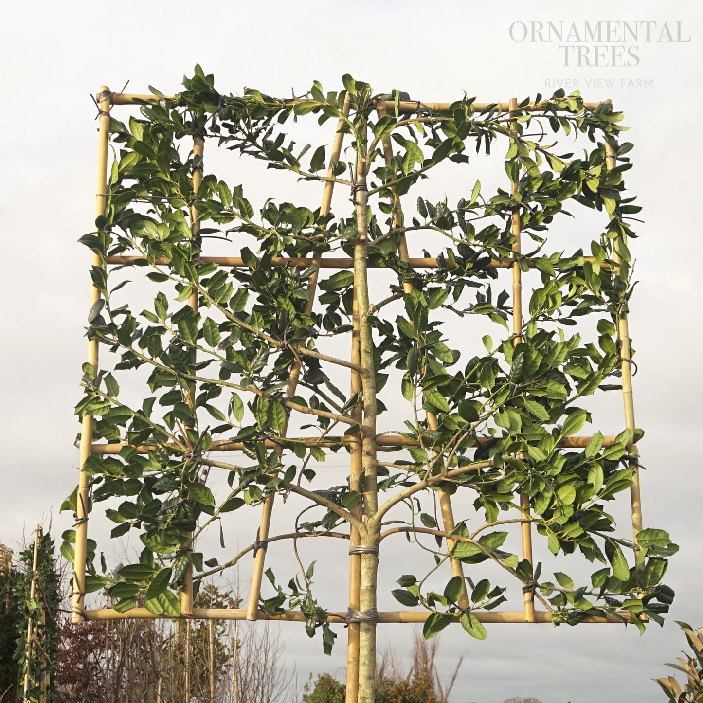Pleached Holly Nellie R Stevens