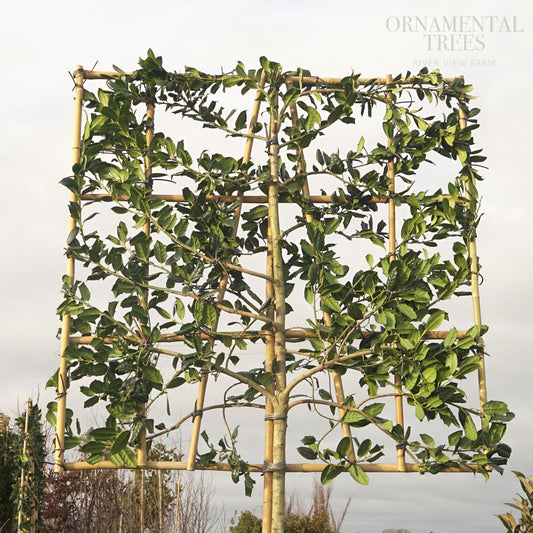 Pleached Holly Nellie R Stevens