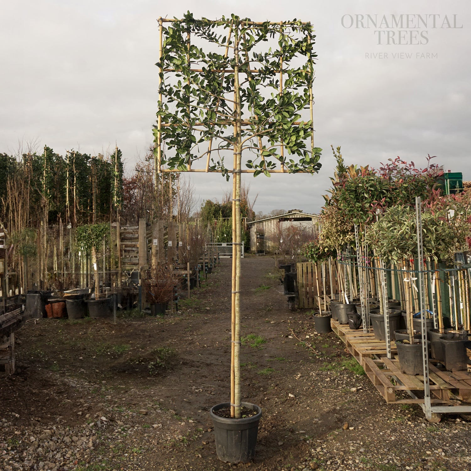 Pleached Holly Trees | Pleached Ilex aquifolium | Ornamental Trees