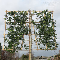 Ilex Pleached Nellie R Stevens