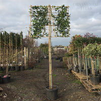 Ilex Pleached Nellie R Stevens