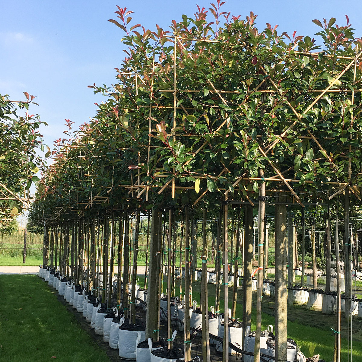 Pleached Photinia × fraseri 'Red Robin' trees