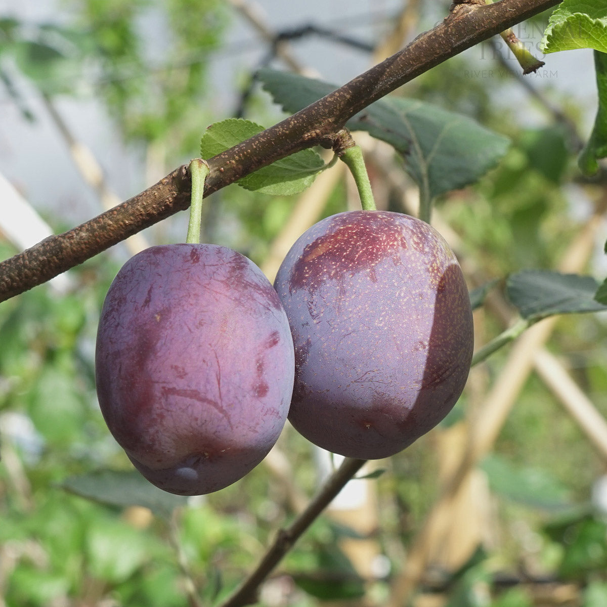 Prunus domestica 'Marjorie’s Seedling' plums on tree