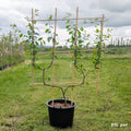 Prunus 'Victoria' plum tree trained as double U