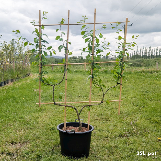 Prunus 'Victoria' plum tree trained as double U