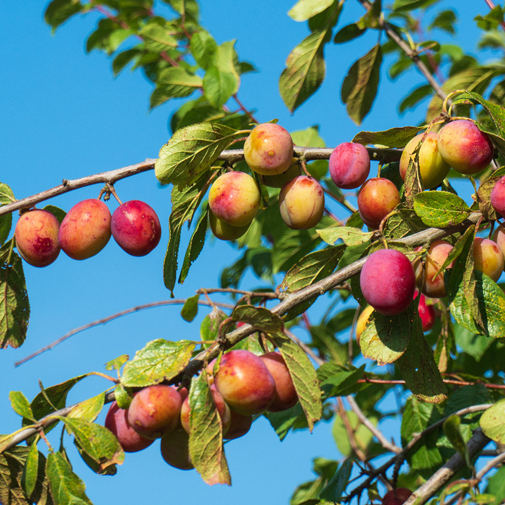 Prunus domestic Victoria Plum tree with ripening fruits