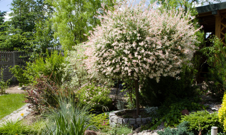 Popular garden trees banner