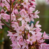Prunus 'Stellata' (Pink Star)