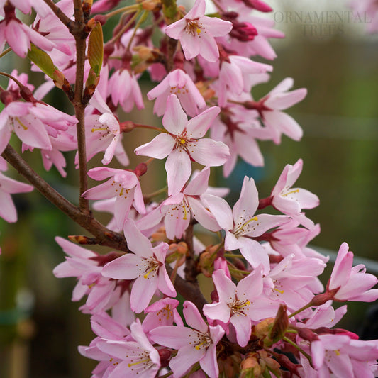 Prunus 'Stellata' (Pink Star)