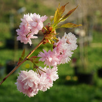 Prunus Asano cherry blossom