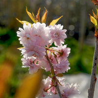 Prunus 'Asano' pink blossom