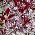 Bush, 80-100cm, 12L pot