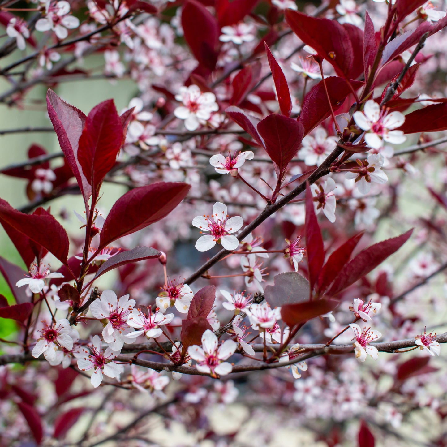 Prunus Cistena Sand Cherry