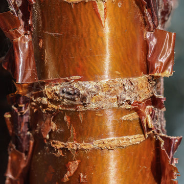 Prunus Serrula 'Jaro' bark