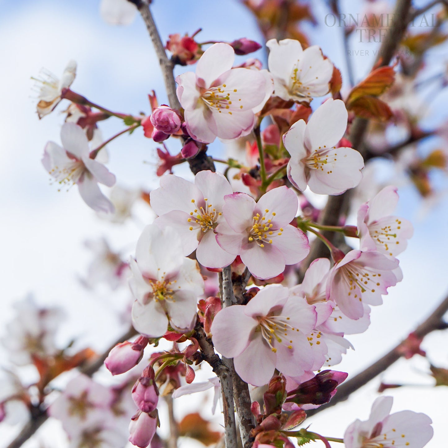 Prunus Spire flowers