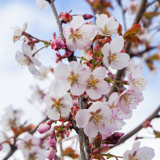 Prunus Spire flowers