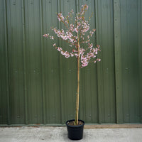 Prunus 'Stellata' (Pink Star)
