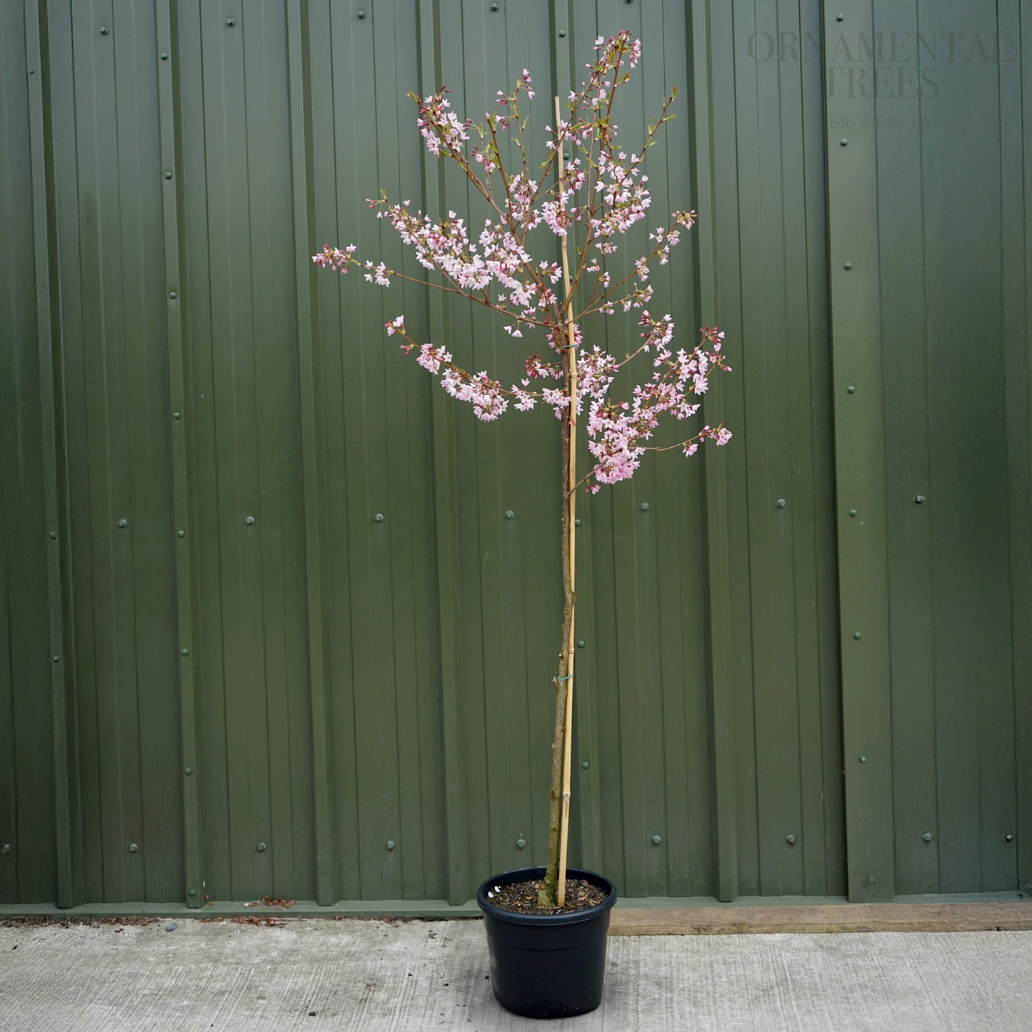 Prunus 'Stellata' (Pink Star)