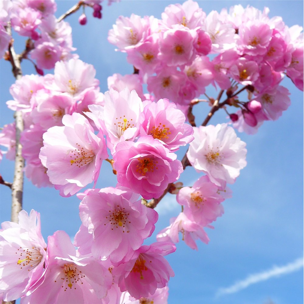 Prunos Tree Prunus Candy Floss Beni-murasaki | Cherry Blossom | Ornamental Trees