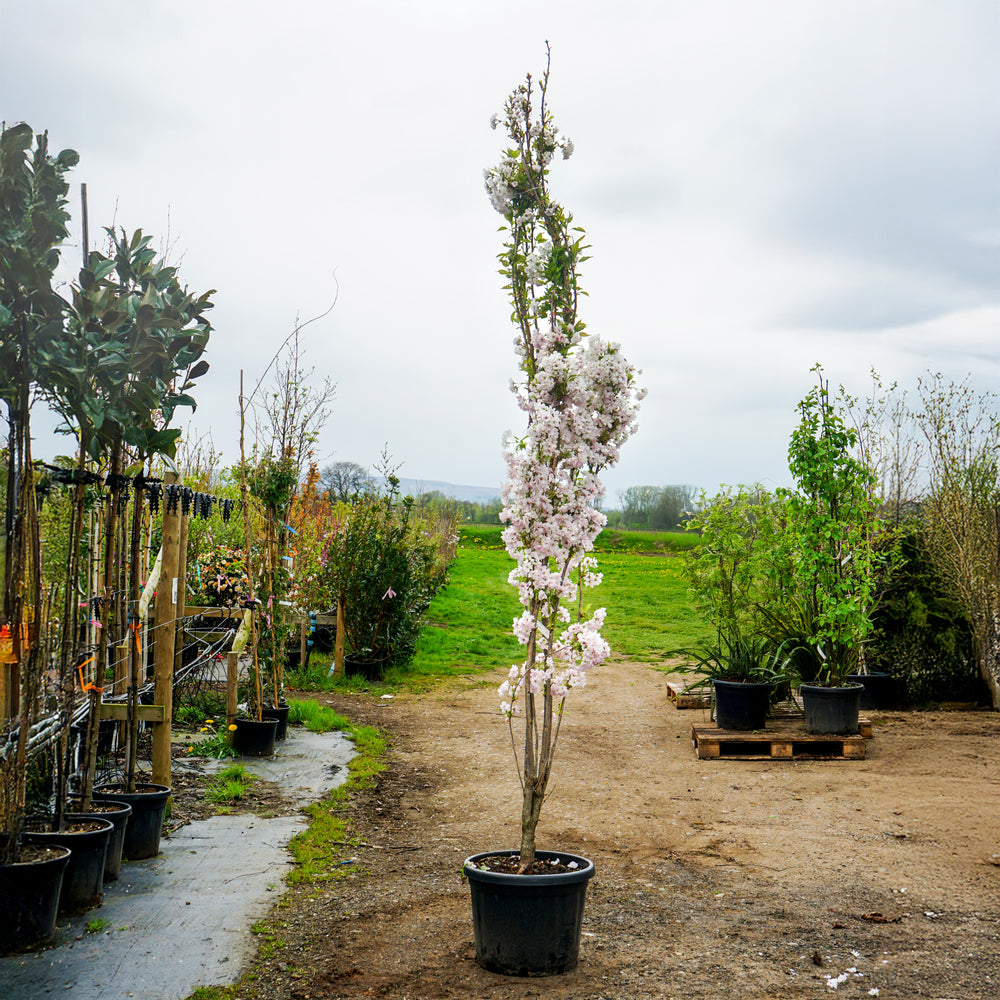 Prunus 'Amanogawa' Bush