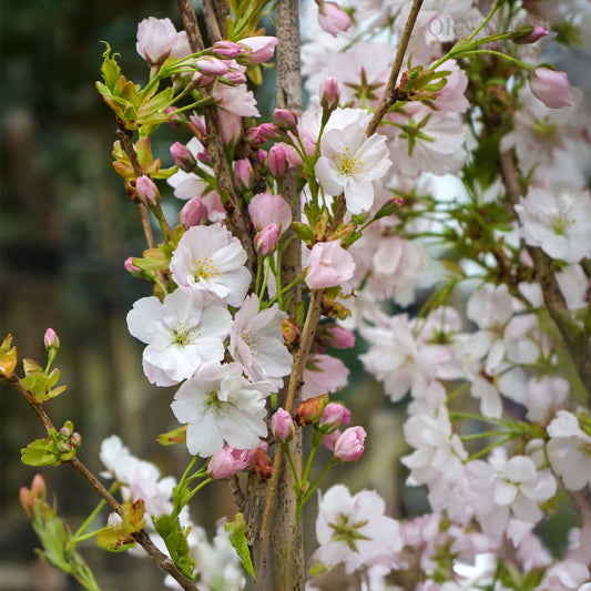 Prunus Amanogawa flowers