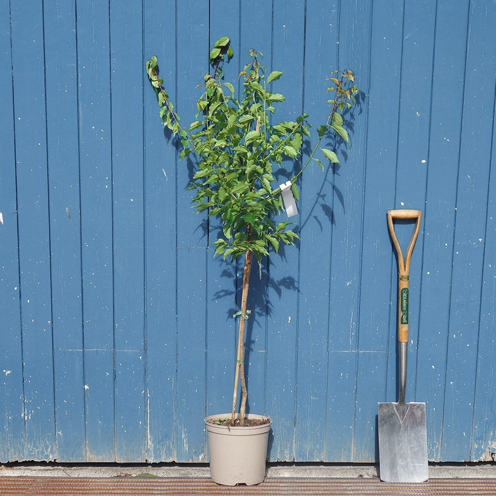Prunus mume 'Beni-chidori' Flowering Apricot top-worked tree