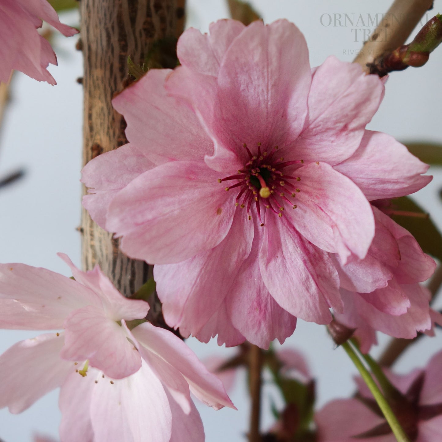 Prunus 'Beni-yutaka' double pink flowers up close
