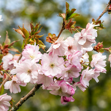 Prunus 'Beni-yutaka' cherry blossom tree