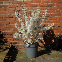 Prunus Brilliant 12L pot