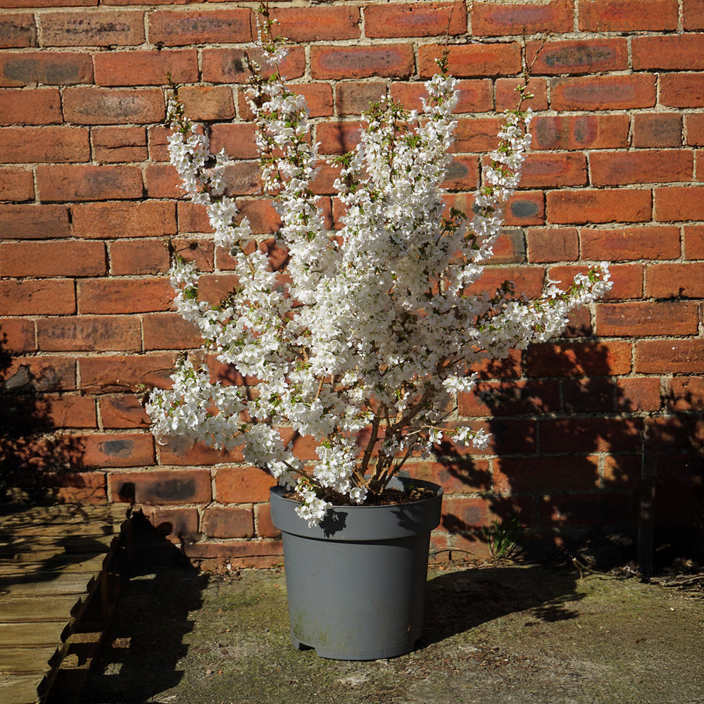 Prunus Brilliant 12L pot