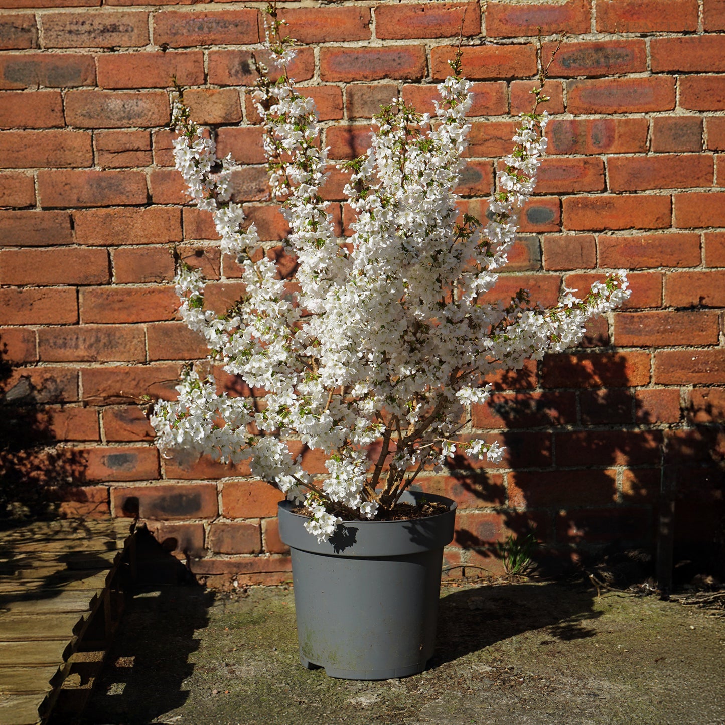 Prunus Brilliant 12L pot
