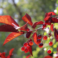 Prunus virginiana 'Canada Red' Chokeberry