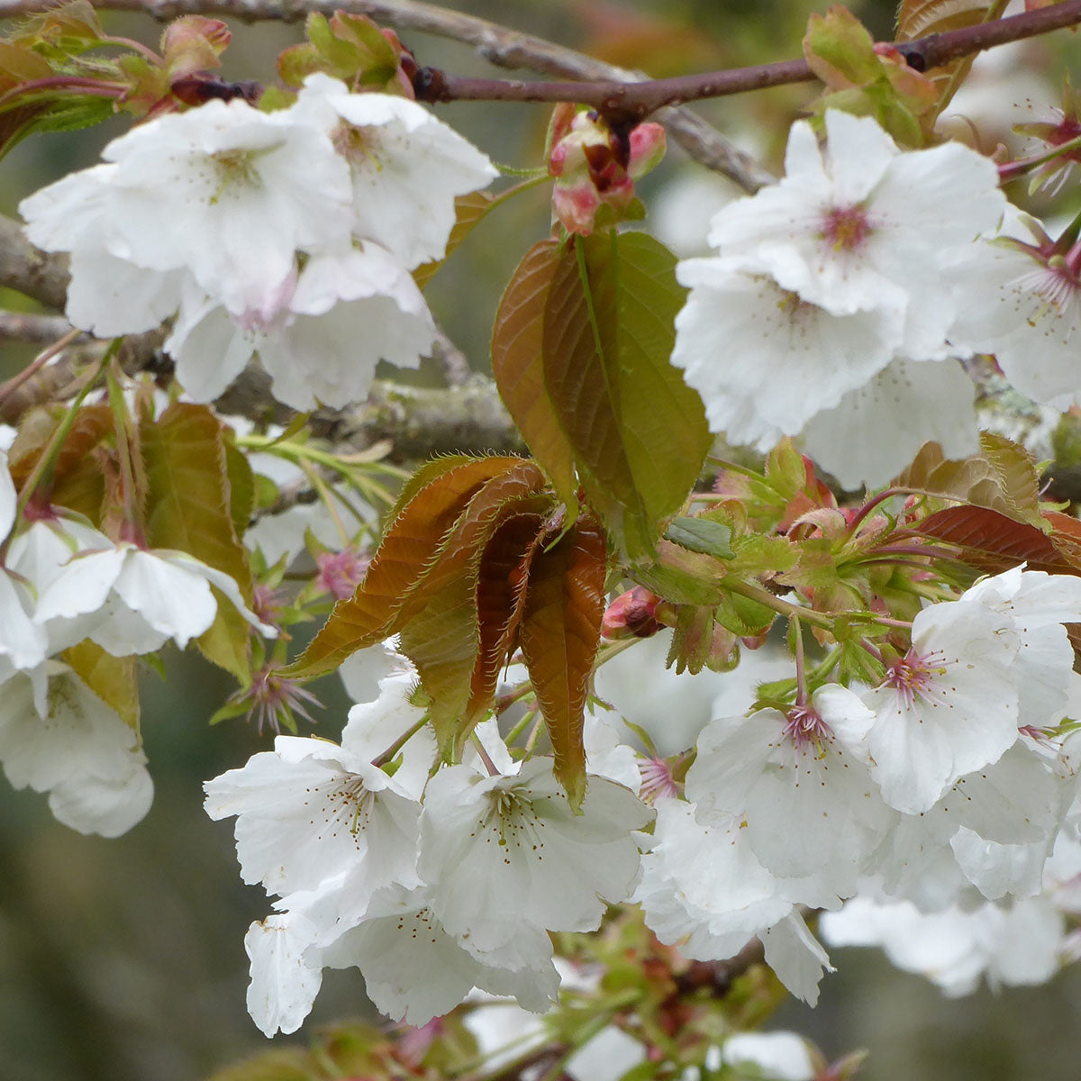 Prunus Chocolate Ice Cherry tree in flower
