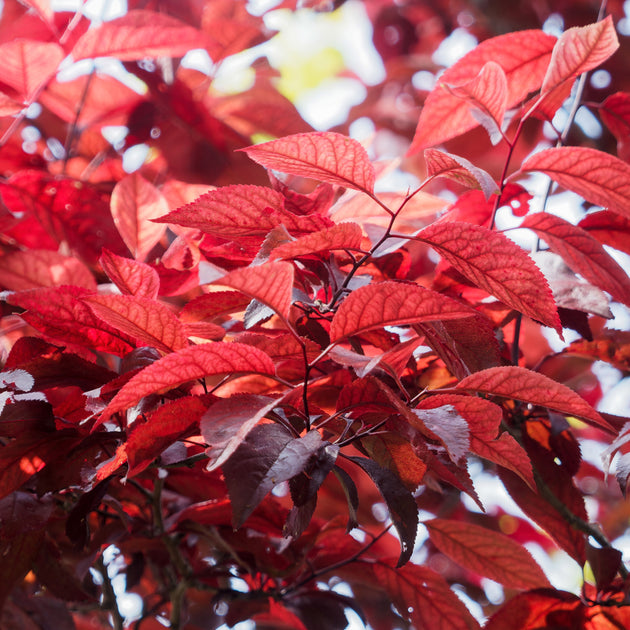 Prunus Cistena leaves