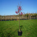 Single stem tree, 150-200cm, 12L pot