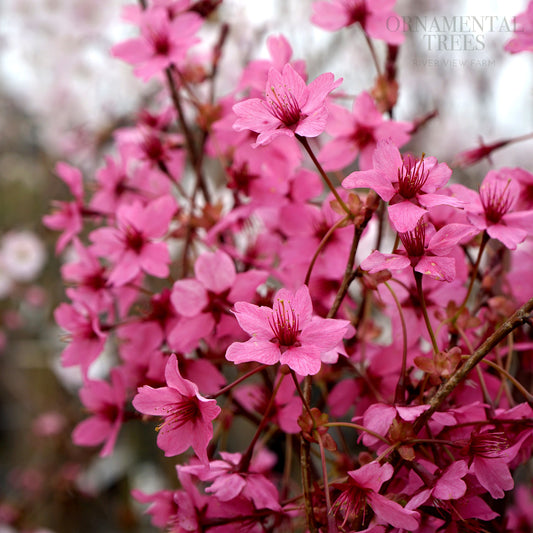 Prunus 'Collingwood Ingram'
