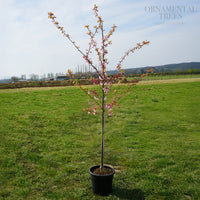 Prunus × incam 'Dream Catcher' Tree