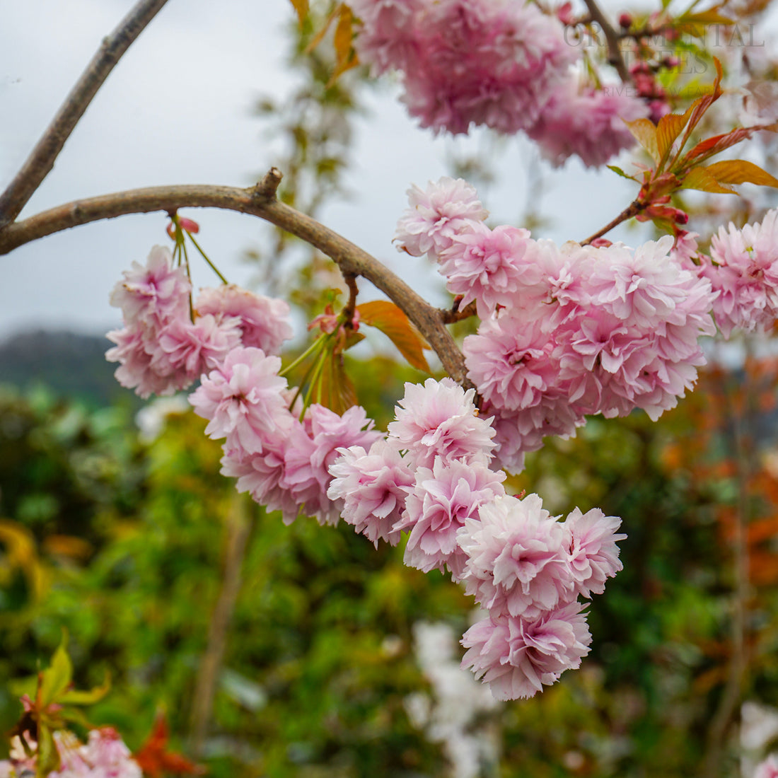 Prunus Kiku-shidare-zakura Cheals Weeping Cherry Tree | Ornamental Trees
