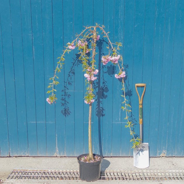 Prunus 'Kiku-shidare-zakura' cherry tree top grafted at 140cm