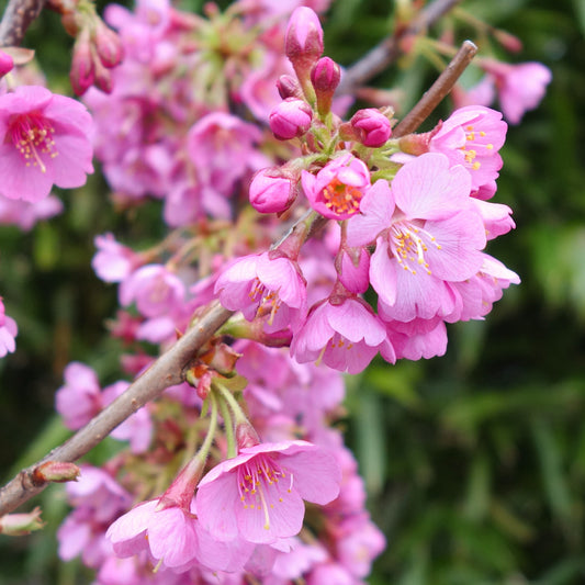 Prunus 'Kursar' cherry blossom