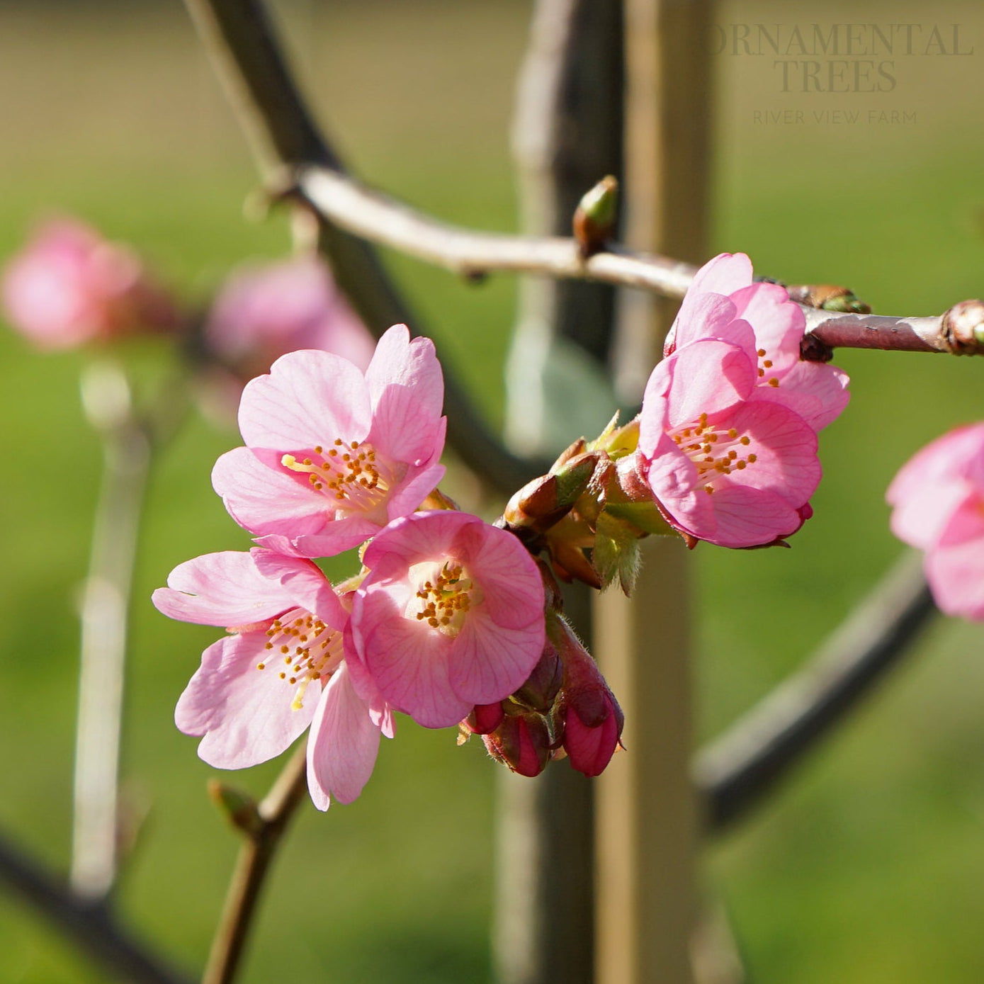 Prunos Tree Flowering Cherry Blossom Trees | Prunus | Ornamental Trees