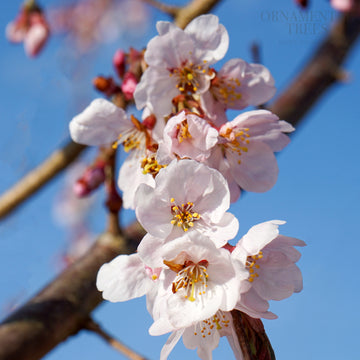 Prunus_Marie_Mallet weeping blossom