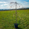 Single stem tree, 150-200cm, 10L pot