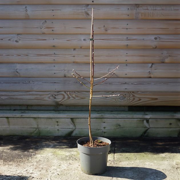 Prunus melred 3L